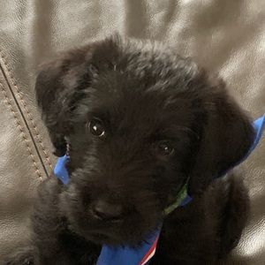 Meet your Posher, Hunter